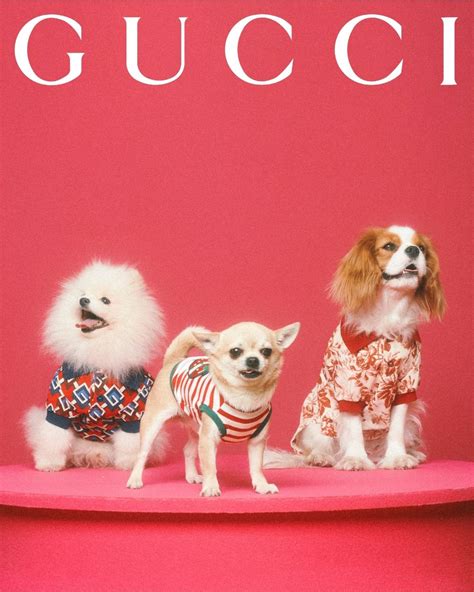 gucci pet limited edition 2020|gucci dog coats.